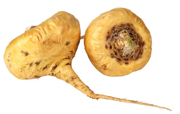 Maca  root